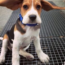 MJ The BEAGLE : UNE COMPETITION QUI A DU CHIEN