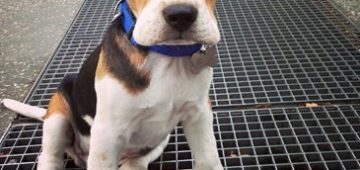 MJ The BEAGLE : UNE COMPETITION QUI A DU CHIEN